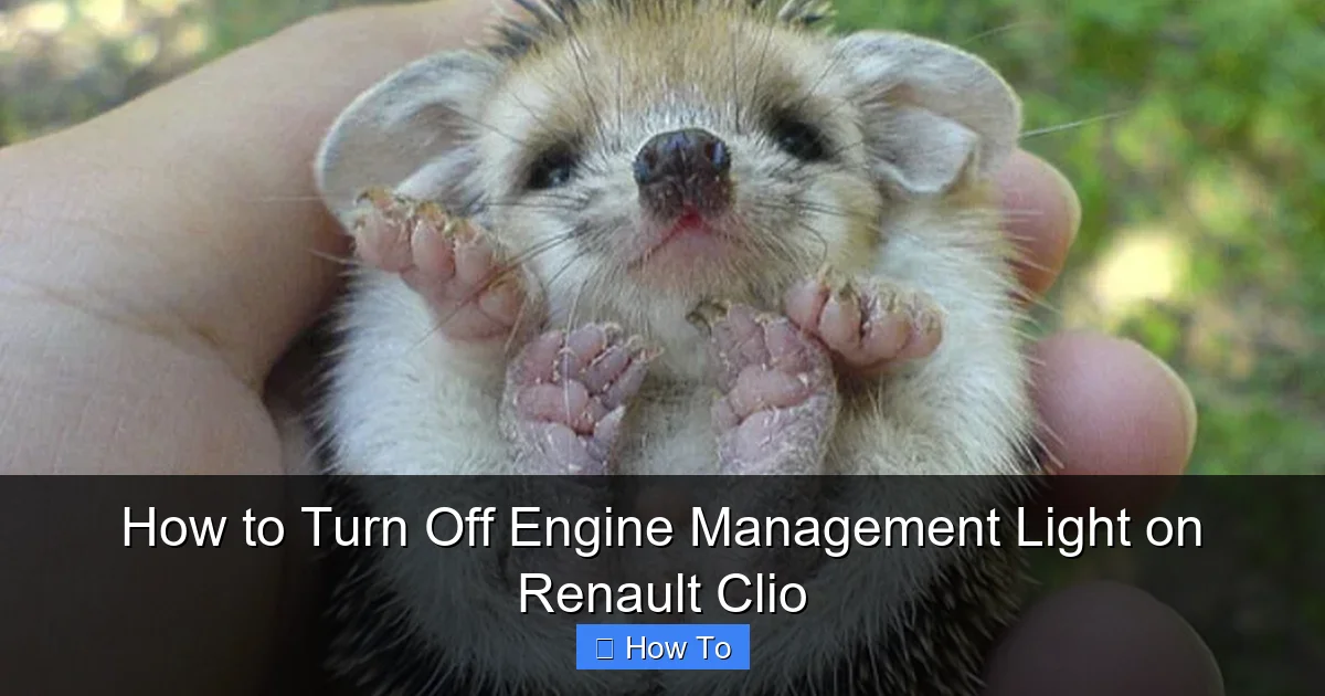 How to Turn Off Engine Management Light on Renault Clio